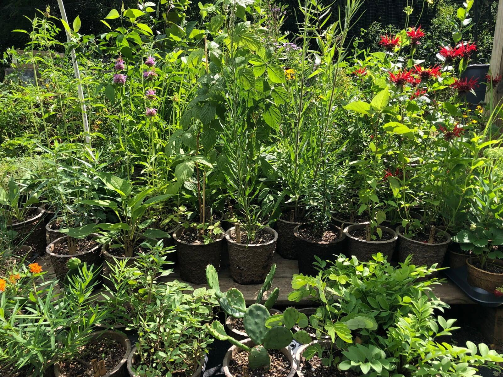 Home Draper Springs Nursery & Gardens